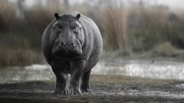 Hipopótamo Masculino Agresivo Atacando Mirando Cámara Animal Salvaje Hábitat Natural — Foto de Stock