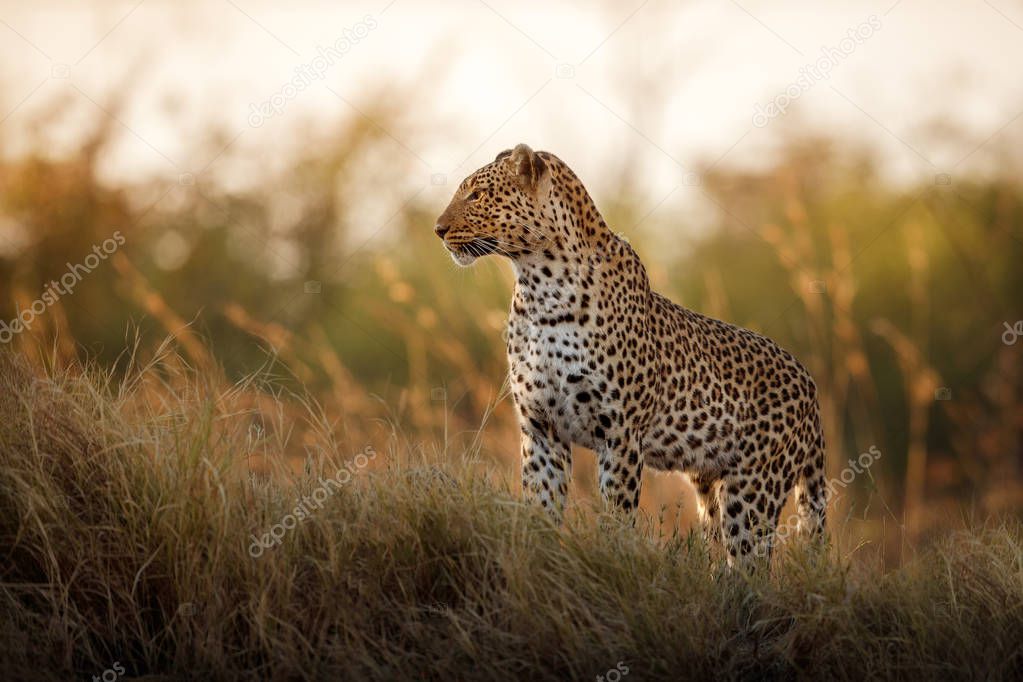 African leopard walking in beautiful evening light. Amazing leopard in the nature habitat. Wildlife scene with dangerous beast. Hot weather in Africa. Panthera pardus pardus