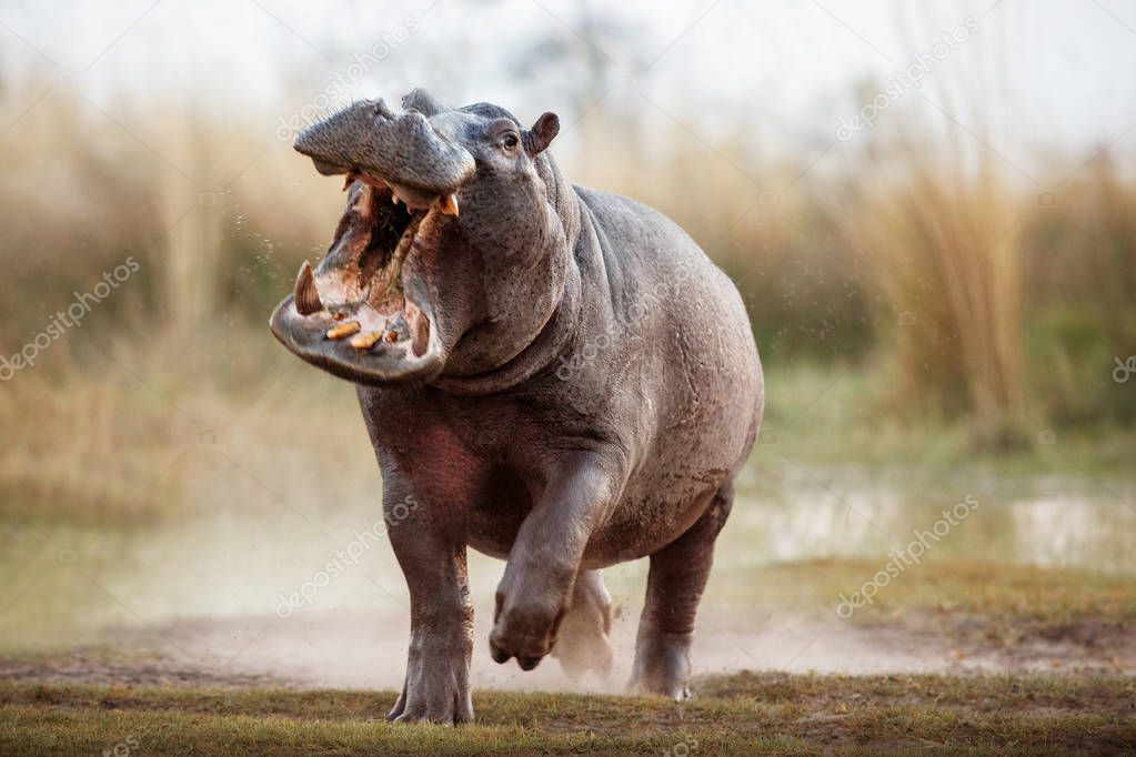 Aggressive male hippo running. Wild animal in the nature habitat. African wildlife. Hippopotamus amphibius.