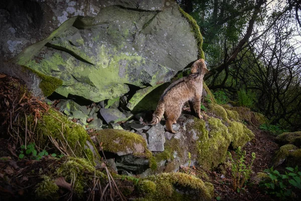 欧洲野猫在美丽的自然栖息地 森林里的野生动物丝绒的感觉 野生的欧亚动物 欧洲野生动物 — 图库照片