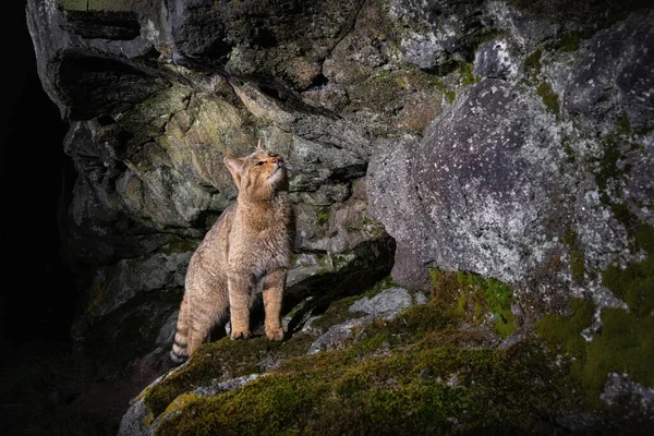Europäische Wildkatze Einem Wunderschönen Natürlichen Lebensraum Wildtier Wald Felis Silvestris — Stockfoto