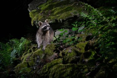 Raccoon in beautiful nature habitat. Rare and shy animal. Procyon lotor. Wild nocturnal animal. Wildlife animals. clipart
