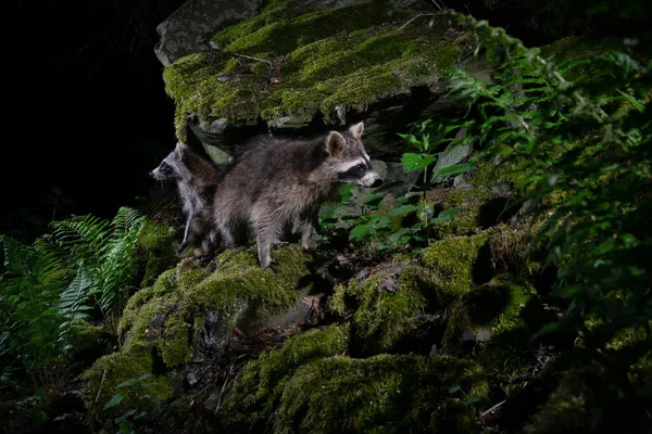 浣熊在美丽的自然栖息地 罕见和害羞的动物 Procyon Lotor 野生夜行动物 野生动物 — 图库照片