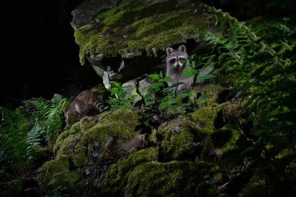 浣熊在美丽的自然栖息地 罕见和害羞的动物 Procyon Lotor 野生夜行动物 野生动物 — 图库照片