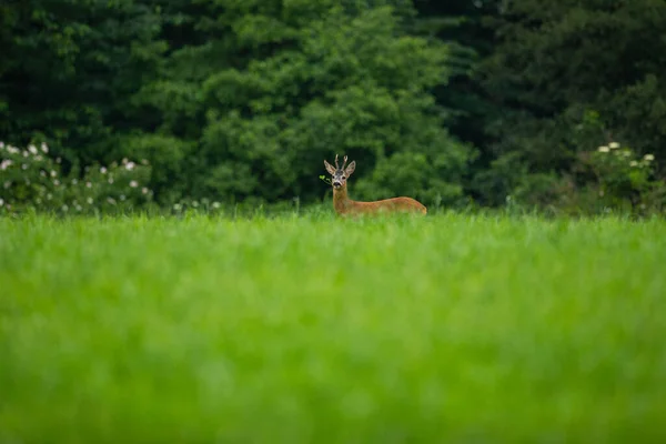 Roe Herten Magische Natuur Prachtige Europese Wilde Dieren Wilde Dieren — Stockfoto