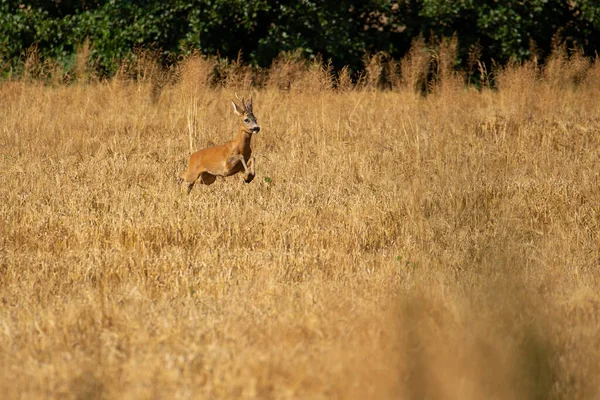 Roe Jeleń Magicznej Naturze Piękna Europejska Przyroda Dzikie Zwierzę Środowisku — Zdjęcie stockowe