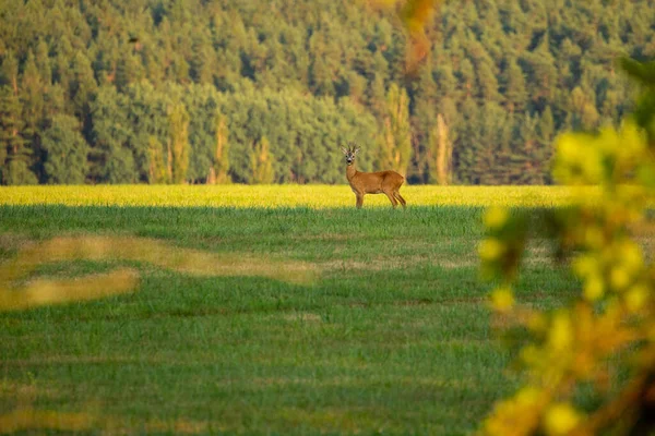 Roe Deer Magical Nature Beautiful European Wildlife Wild Animal Nature — Stock Photo, Image