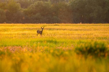Sihirli doğadaki roe geyiği. Güzel Avrupa yaban hayatı. Doğal ortamında vahşi bir hayvan. Czech cumhuriyetindeki Roe geyik tekrarı.
