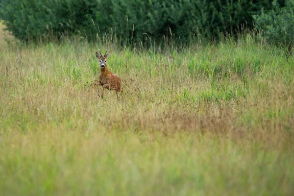 Roe Herten Magische Natuur Prachtige Europese Wilde Dieren Wilde Dieren — Stockfoto