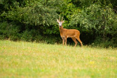 Roe deer in the magical nature. Beautiful european wildlife. Wild animal in the nature habitat. Roe deer rut in czech republic. clipart