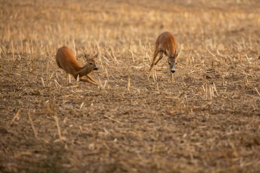 Sihirli doğadaki roe geyiği. Güzel Avrupa yaban hayatı. Doğal ortamında vahşi bir hayvan. Czech cumhuriyetindeki Roe geyik tekrarı.