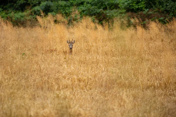 Roe Herten Magische Natuur Prachtige Europese Wilde Dieren Wilde Dieren — Stockfoto