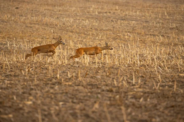 Chevreuil Dans Nature Magique Belle Faune Européenne Animaux Sauvages Dans — Photo