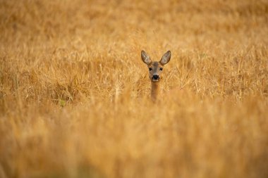 Sihirli doğadaki roe geyiği. Güzel Avrupa yaban hayatı. Doğal ortamında vahşi bir hayvan. Czech cumhuriyetindeki Roe geyik tekrarı.