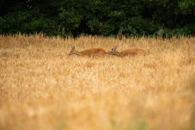 Sihirli doğadaki roe geyiği. Güzel Avrupa yaban hayatı. Doğal ortamında vahşi bir hayvan. Czech cumhuriyetindeki Roe geyik tekrarı.