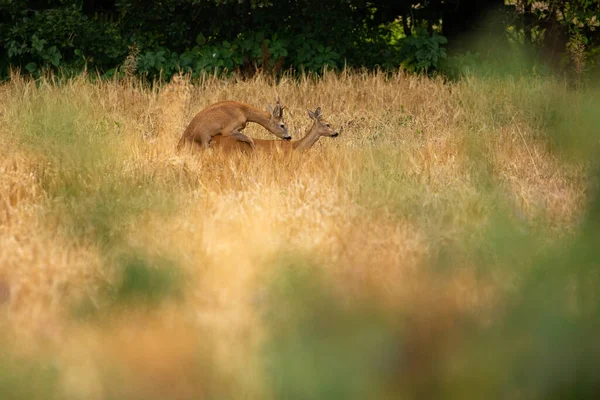 鹿有神奇的天性 美丽的欧洲野生动物 野生动物在自然界的栖息地 切赫共和国的鹿皮 — 图库照片
