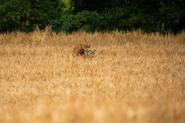 Roe Herten Magische Natuur Prachtige Europese Wilde Dieren Wilde Dieren — Stockfoto