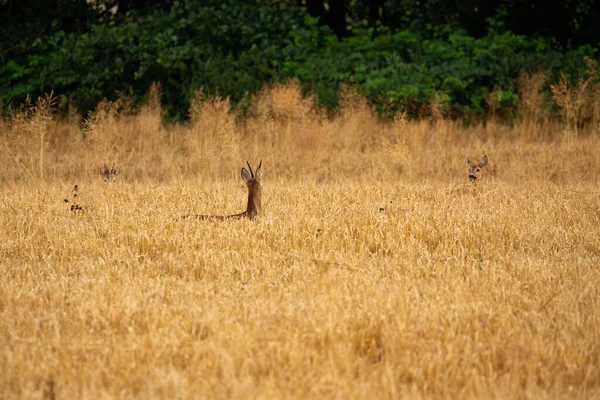 Roe Herten Magische Natuur Prachtige Europese Wilde Dieren Wilde Dieren — Stockfoto