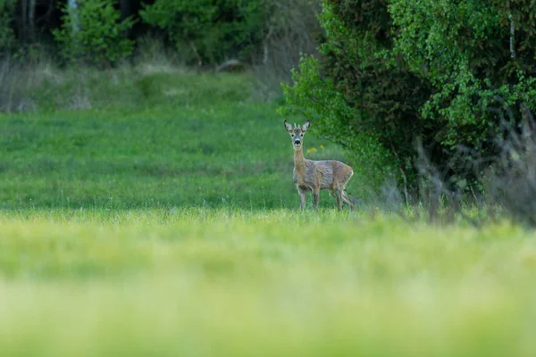 Roe jelen v magické přírodě. Krásná evropská divoká zvěř. Divoká zvěř v přírodním prostředí. Roe Deer Rut. — Stock fotografie