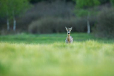 Sihirli doğadaki roe geyiği. Güzel Avrupa yaban hayatı. Doğal ortamında vahşi bir hayvan. Geyik tekdüzeliği..