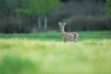 Sihirli doğadaki roe geyiği. Güzel Avrupa yaban hayatı. Doğal ortamında vahşi bir hayvan. Geyik tekdüzeliği..