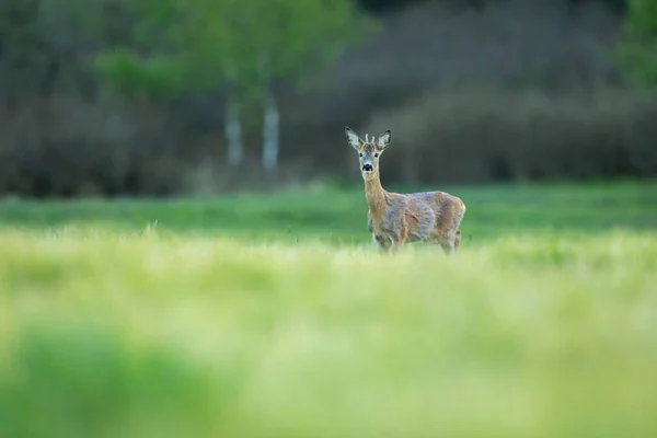 Cervos Roe na natureza mágica. Bela vida selvagem europeia. Animal selvagem no habitat natural. Rutura de veado de roe . — Fotografia de Stock