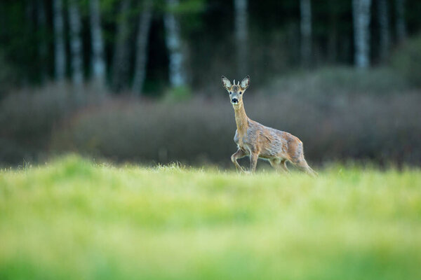 Roe deer in the magical nature. Beautiful european wildlife. Wild animal in the nature habitat. Roe deer rut.