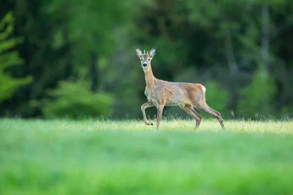 Cervos Roe na natureza mágica. Bela vida selvagem europeia. Animal selvagem no habitat natural. Rutura de veado de roe . — Fotografia de Stock