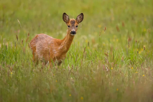 Cervos Roe na natureza mágica. Bela vida selvagem europeia. Animal selvagem no habitat natural. Rutura de veado de roe . — Fotografia de Stock