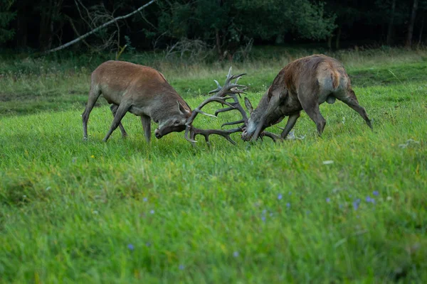 Rothirsch Bläst Auf Dem Grünen Gras Während Der Rotwildjagd Natürlichen — Stockfoto