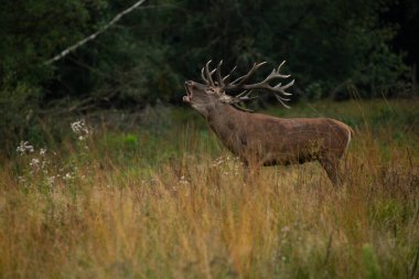 Geyik tekdüzeliği sırasında doğadaki kızıl geyik.