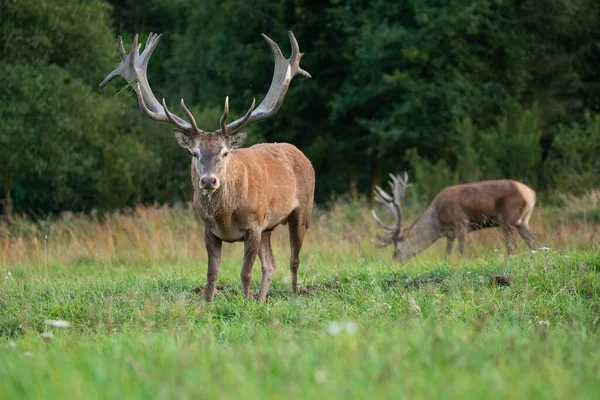 Red Deer Blows Green Grass Deer Rut Nature Habitat Czech — Stock Photo, Image