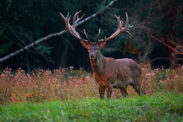 Rådjur Blåser Det Gröna Gräset Hjortarnas Gång Tjeckiens Naturmiljö Europeiskt — Stockfoto