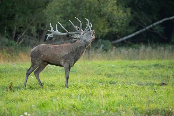 Red Deer Blows Green Grass Deer Rut Nature Habitat Czech Stock Picture
