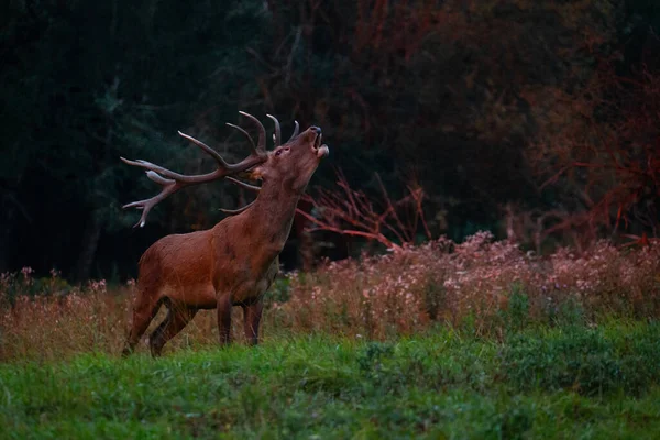 Red Deer Blows Green Grass Deer Rut Nature Habitat Czech Stock Image