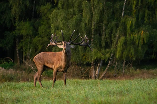Červený jelen v přírodním prostředí během jelení říje — Stock fotografie