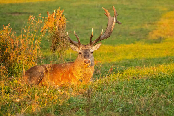 Red deer blows on the green grass during the deer rut in the nature habitat of Czech Republic. European wildlife. Wild europa. Deer rut. Cervus elaphus.