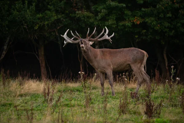 Červený jelen v přírodním prostředí během jelení říje Royalty Free Stock Obrázky