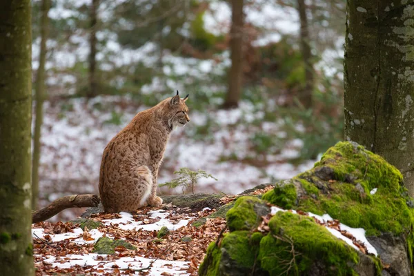 Lince bella e in via di estinzione nell'habitat naturale — Foto Stock