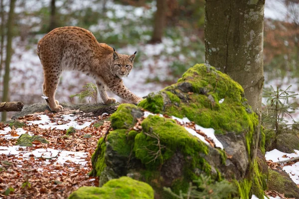 自然生息地で美しく絶滅危惧種のオオカミ — ストック写真