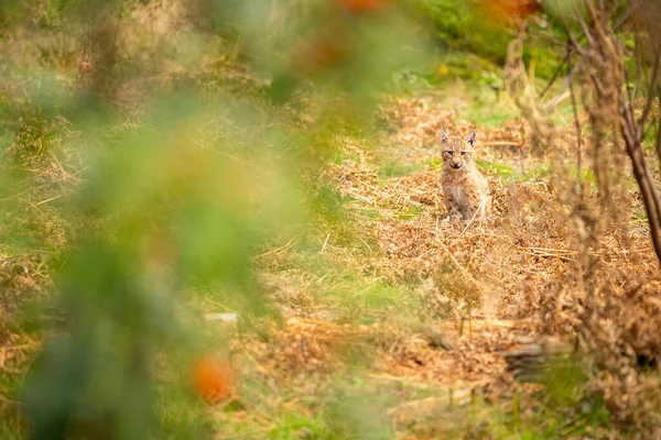 Lince bella e in via di estinzione nell'habitat naturale — Foto Stock