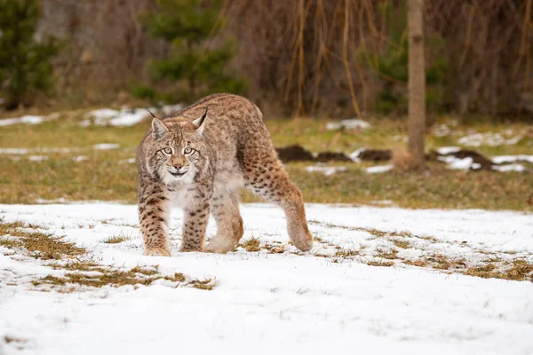 自然生息地で美しく絶滅危惧種のオオカミ — ストック写真