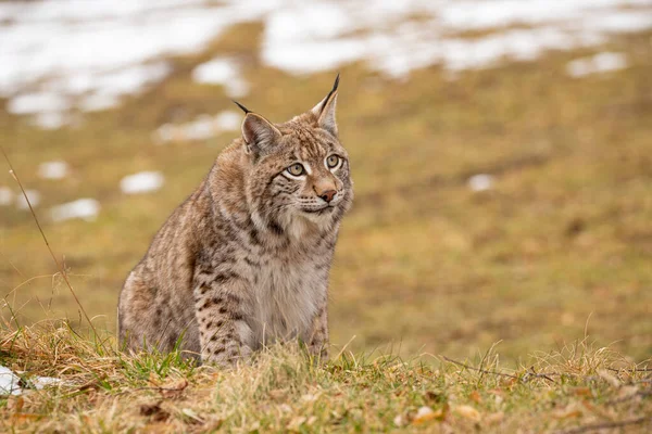 自然栖息地美丽而濒危的山猫 — 图库照片