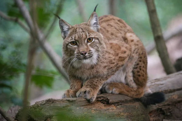 自然栖息地美丽而濒危的山猫 — 图库照片