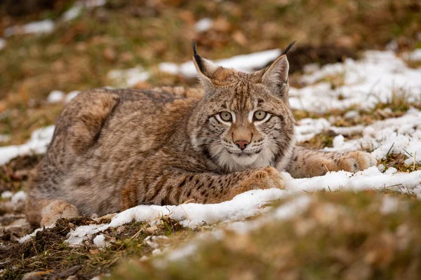 Beautiful and endangered lynx in the nature habitat Stock Photo