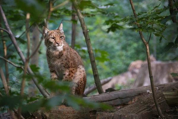 Beautiful and endangered lynx in the nature habitat Royalty Free Stock Photos