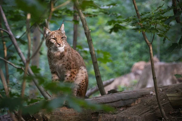 Lince bella e in via di estinzione nell'habitat naturale Foto Stock Royalty Free