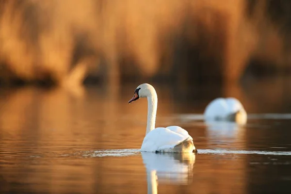 Krásná labuť na jezeře. Úžasný pták v přírodním prostředí. — Stock fotografie