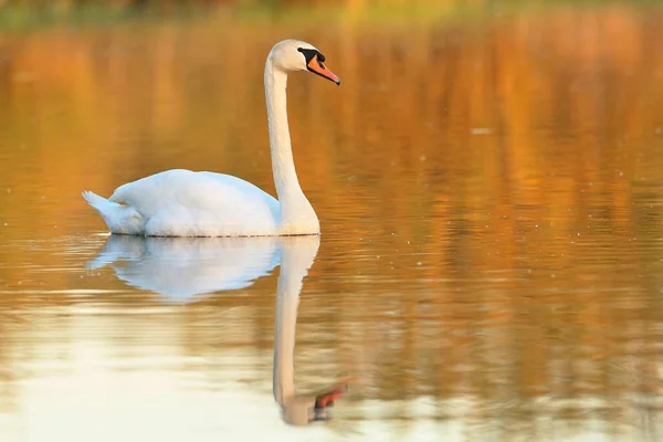 Beau cygne sur un lac. Incroyable oiseau dans l'habitat naturel. — Photo