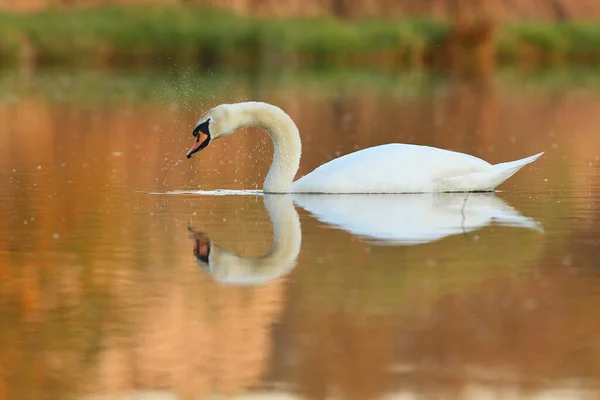 Krásná labuť na jezeře. Úžasný pták v přírodním prostředí. — Stock fotografie